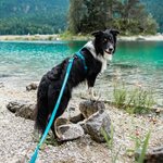 Non-stop dogwear Line harness 5.0 teal