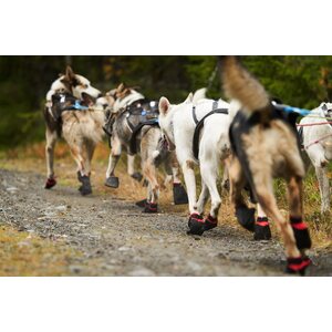 Non-stop dogwear Solid Socks 4 kpl