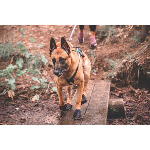 Non-stop dogwear Solid Socks 4 kpl