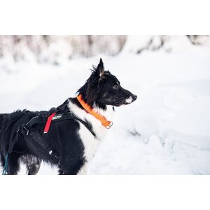 Non-stop dogwear Safe collar