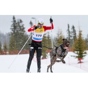 Non-stop dogwear Freemotion harness musta