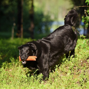 Firedog Puppy Dummy 100 g