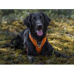 Dog Copenhagen Walk Pro valjaat oranssi