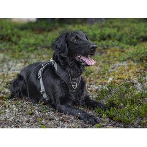 Dog Copenhagen Walk Pro valjaat musta