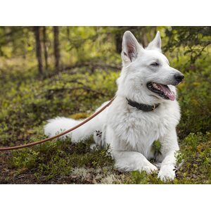 Pet First Fatty Leather Rasvanahkapanta musta-ruskea