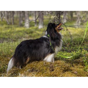 Red Dingo Classics talutushihna limenvihreä