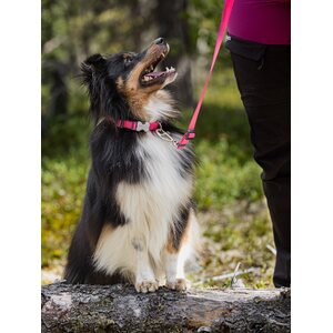 Red Dingo Classics talutushihna pinkki
