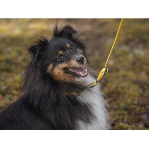 Red Dingo Classics talutushihna keltainen