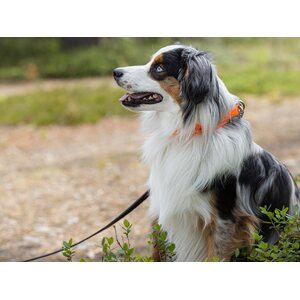Non-stop dogwear Safe collar