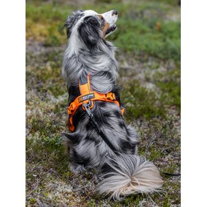 Non-stop dogwear Line harness 5.0 oranssi