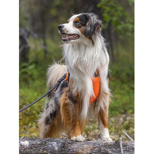 Non-stop dogwear Line harness 5.0 oranssi