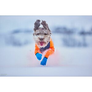 Non-stop dogwear Long distance bootie 1 kpl