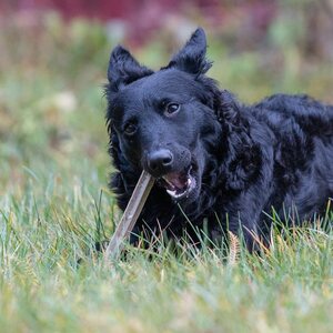 CanineCare Kasvis-merileväluu purutikku L, 6 kpl