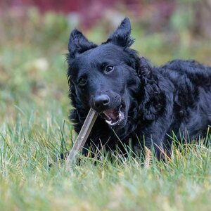 CanineCare Kasvis-merileväluu purutikku S, 24 kpl