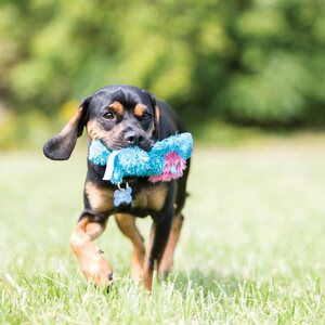 Kong Cozie Brights M pehmolelu 22 cm