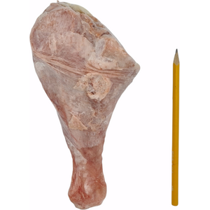 Tessu Kalkkunan Koipi 4,8 kg Ennakkotilaus