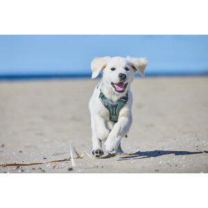 Non-stop dogwear Ramble harness vihreä