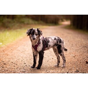 Non-stop dogwear Ramble harness vihreä