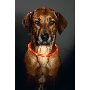 Karlie Visio Light valopanta 20-70 cm oranssi