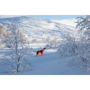 Non-stop dogwear Protector snow Female (narttu)