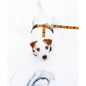 Woolly Wolf Sea to Summit koiran talutushihna 150 cm