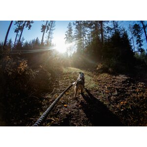Non-stop dogwear Touring Bungee Leash 23 mm 2,8 m