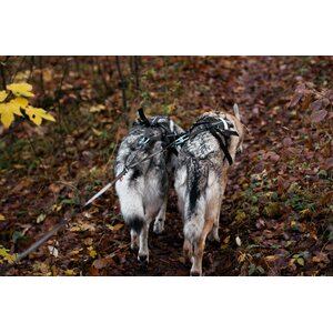 Non-stop dogwear Touring Double 23 mm