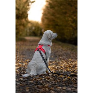 Non-stop dogwear Ramble harness pinkki/harmaa