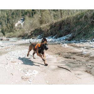 Non-stop dogwear Ramble harness oranssi/musta