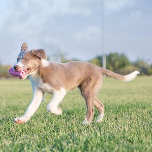 Kong Puppy Teething Stick M 9 cm