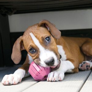 Kong Activity ball puppy S 7 cm