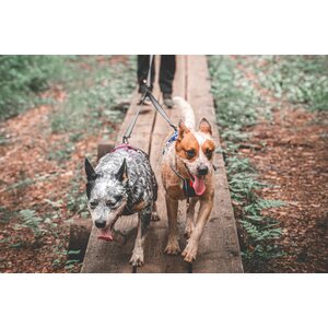 Non-stop dogwear Touring Double 13 mm