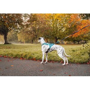 Non-stop dogwear Rush harness teal