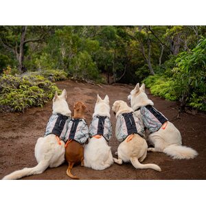 Non-stop dogwear Trail Light koiran kantoreppu