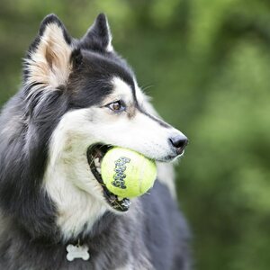 Kong SqueakAir Tennispallo M 3 kpl
