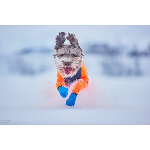 Non-stop dogwear Long distance bootie 4 kpl